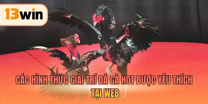 Các hình thức giải trí đá gà hot được yêu thích tại web