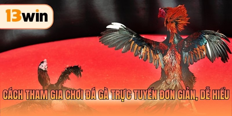Cách tham gia chơi đá gà trực tuyến đơn giản, dễ hiểu
