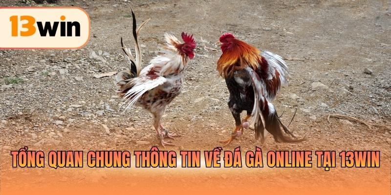 Tổng quan chung thông tin về đá gà online tại 13WIN